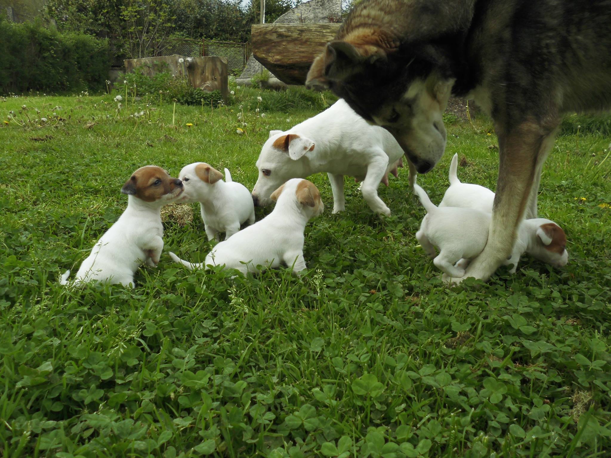 cuccioli_dog_island_di_tarcento