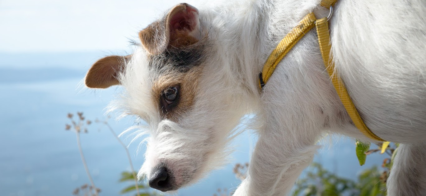 dod_island_tarcento_akron_jack_russell_terrier