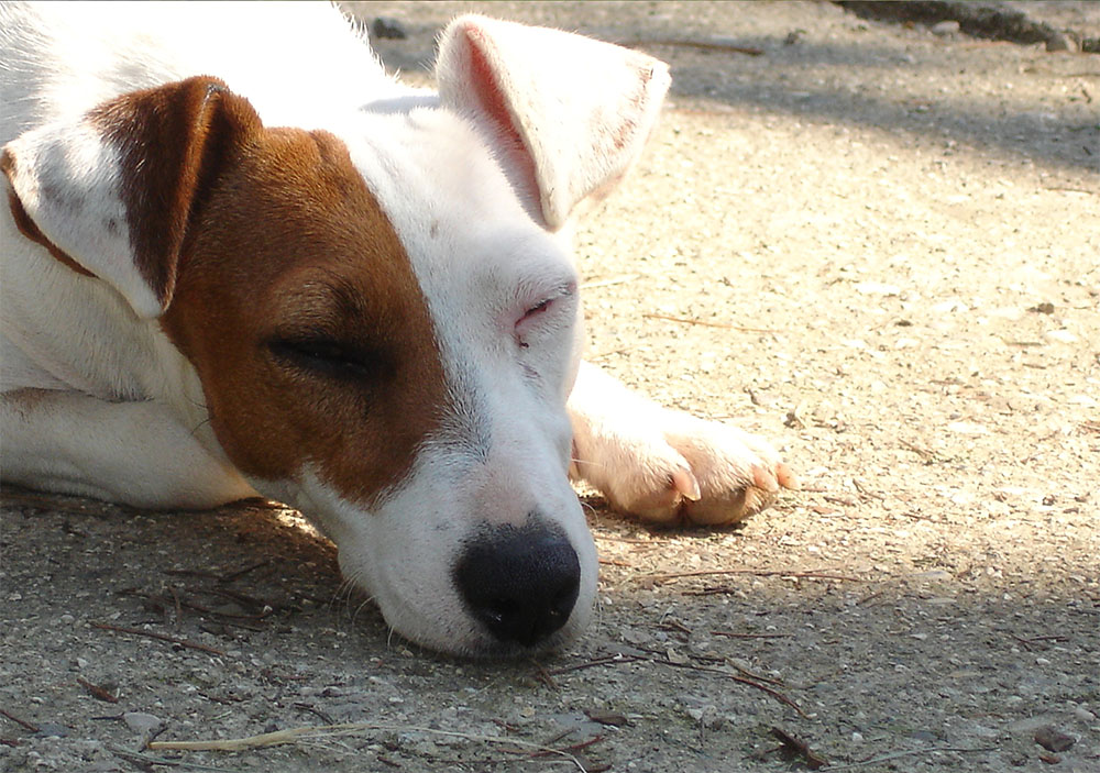 dog_island_di_tarcento_anteka_jack_russell_terrier