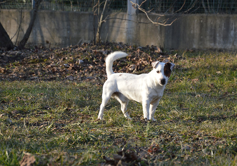 dog_island_di_tarcento_attila_jack_russell_terrier