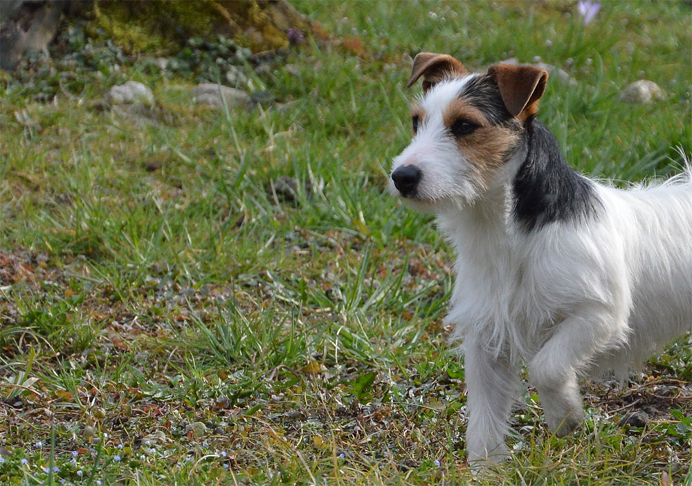 dog_island_di_tarcento_indios_jack_russell_terrier