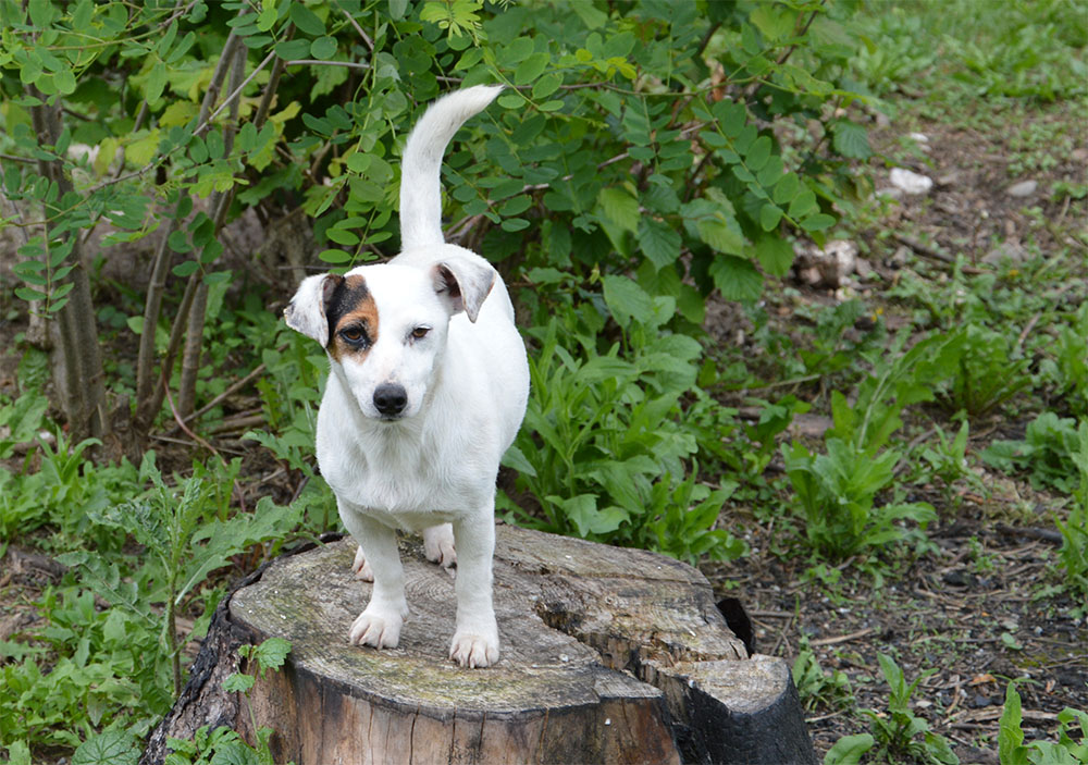 dog_island_di_tarcento_jackie_jack_russell_terrier