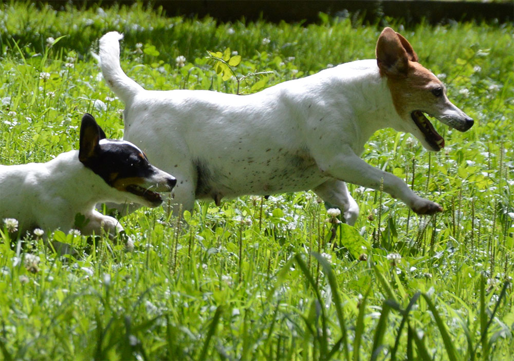 dog_island_di_tarcento_joy_jack_russell_terrier