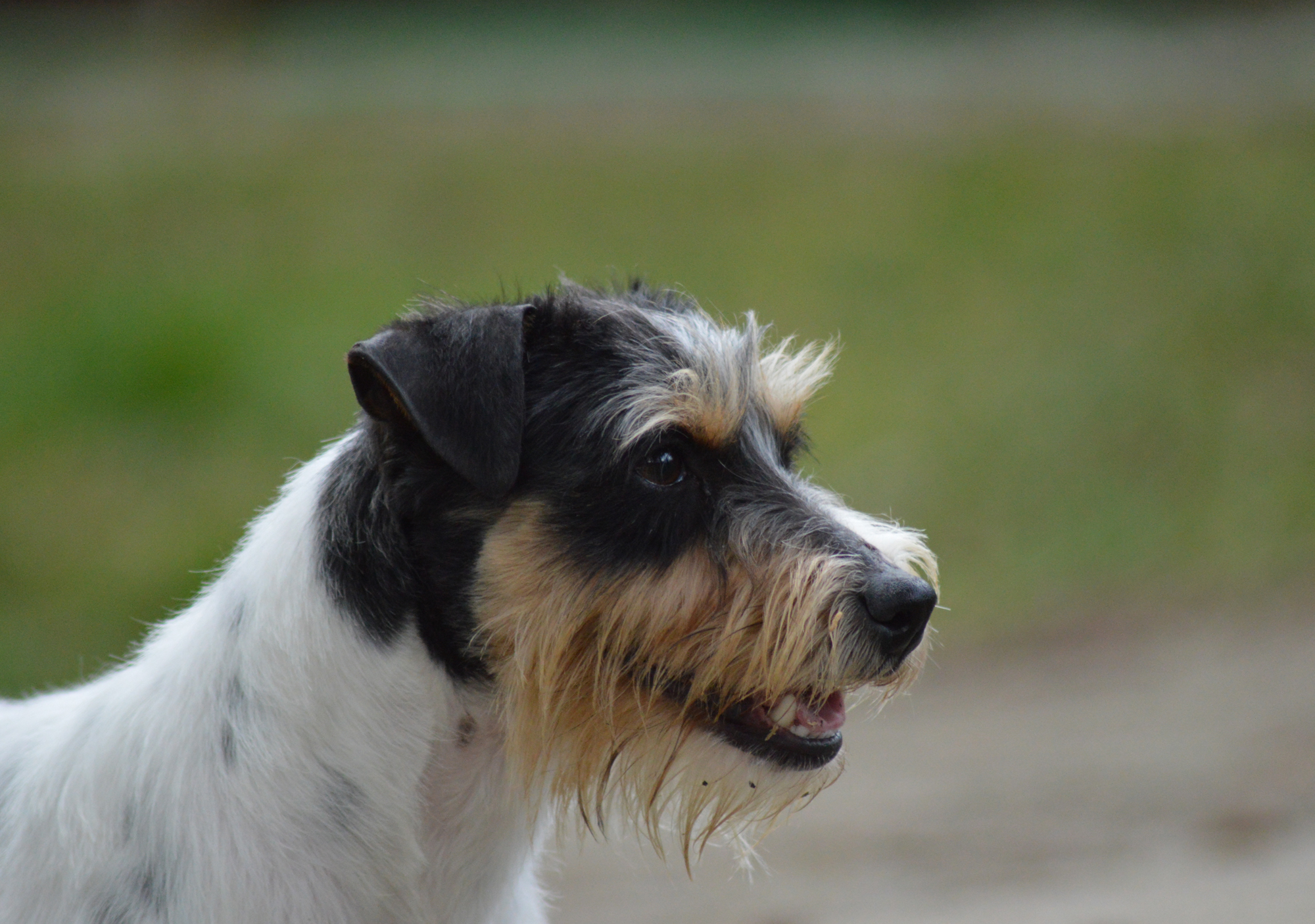 dog_island_di_tarcento_luna_jack_russell_terrier