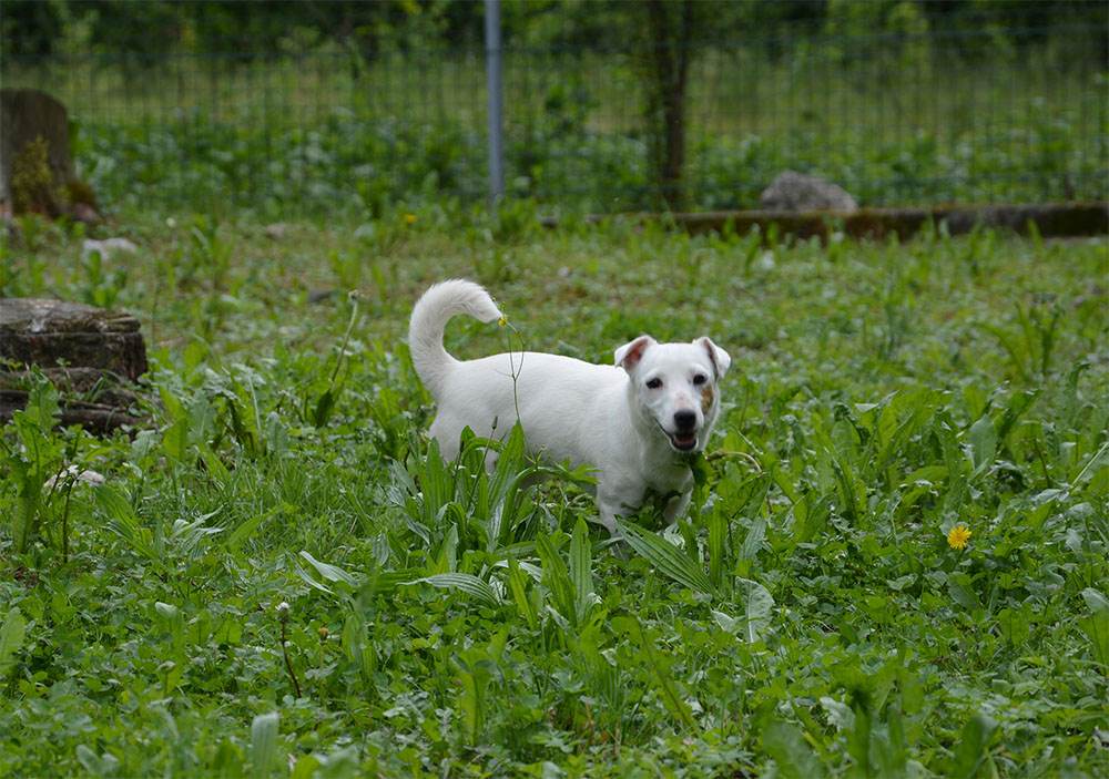 dog_island_di_tarcento_elsa_jack_russell_terrier