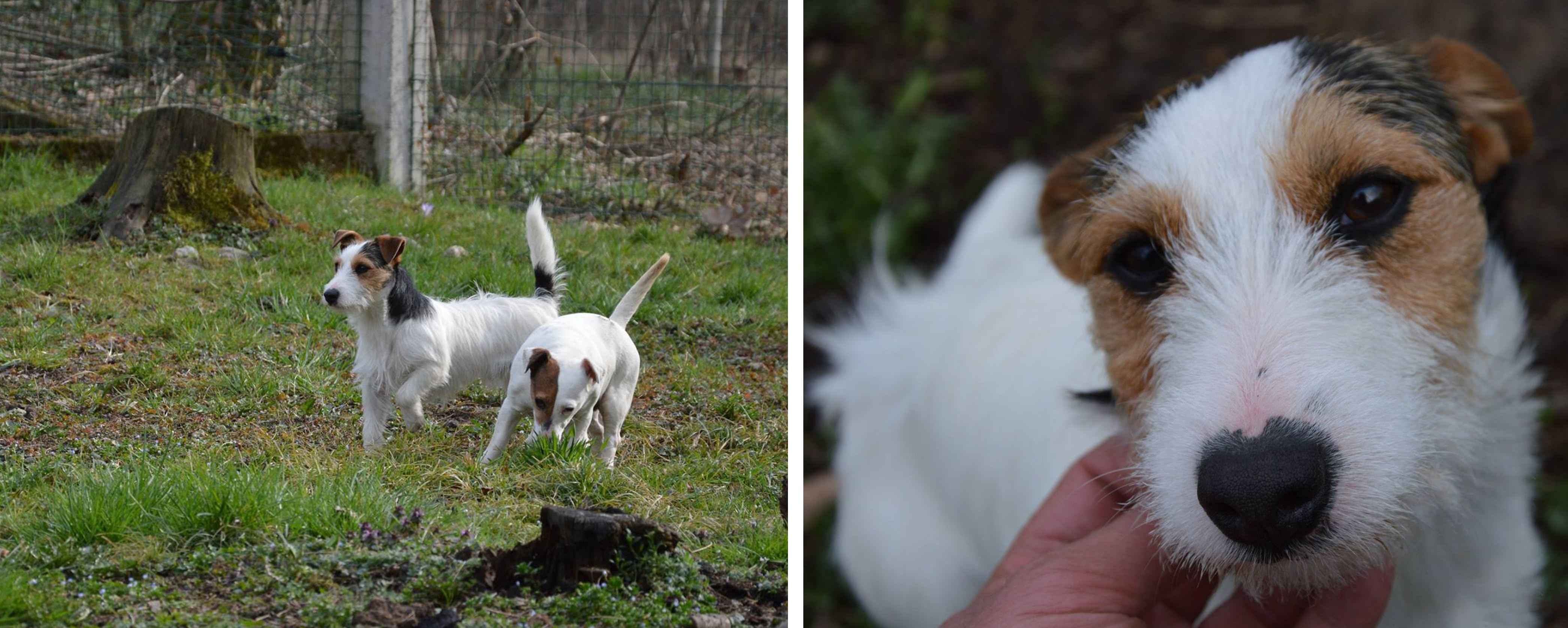 dog_island_tarcento_jack_russell_terrier