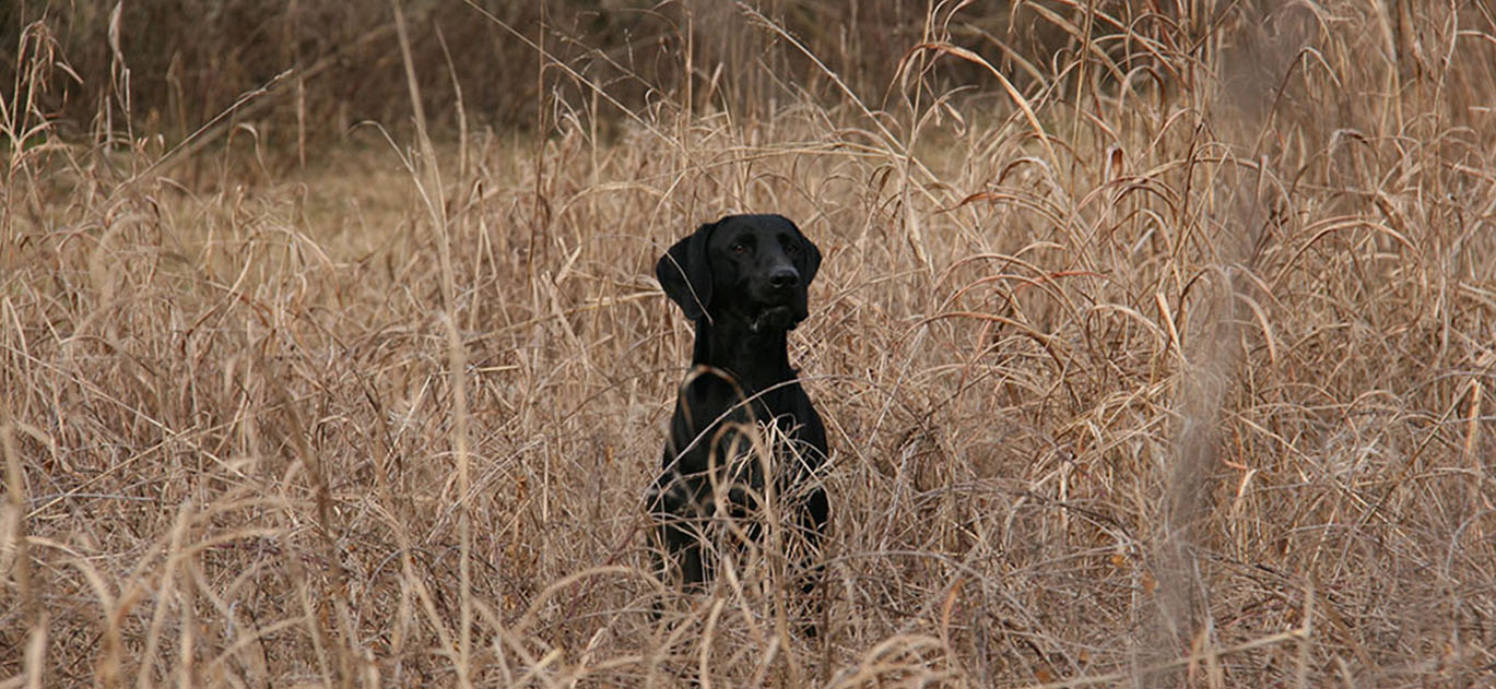 dog_island_tarcento_black0_kurzhaar_bracco_tedesco