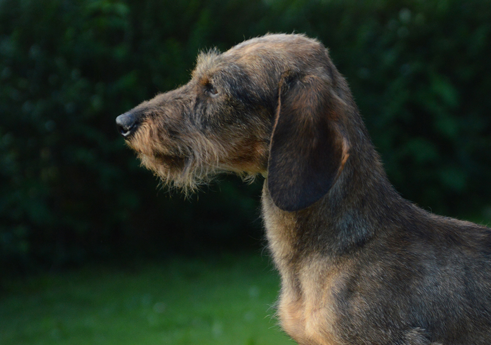 dog_island_di_tarcento_blue